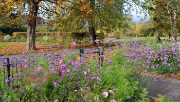 Growing Green Spaces Funds New Volunteer Projects in York 