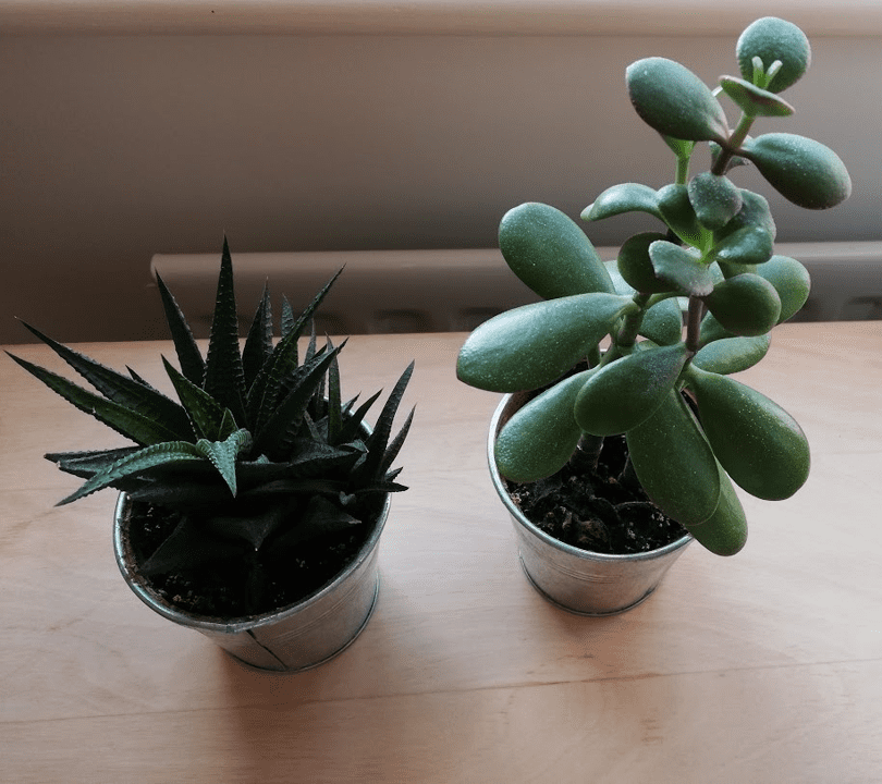 Desk plants Image of two plants in small plant pots sat on top of a desk. One plant is a type of Aloe Vera and the other is a money (Jade) plant.