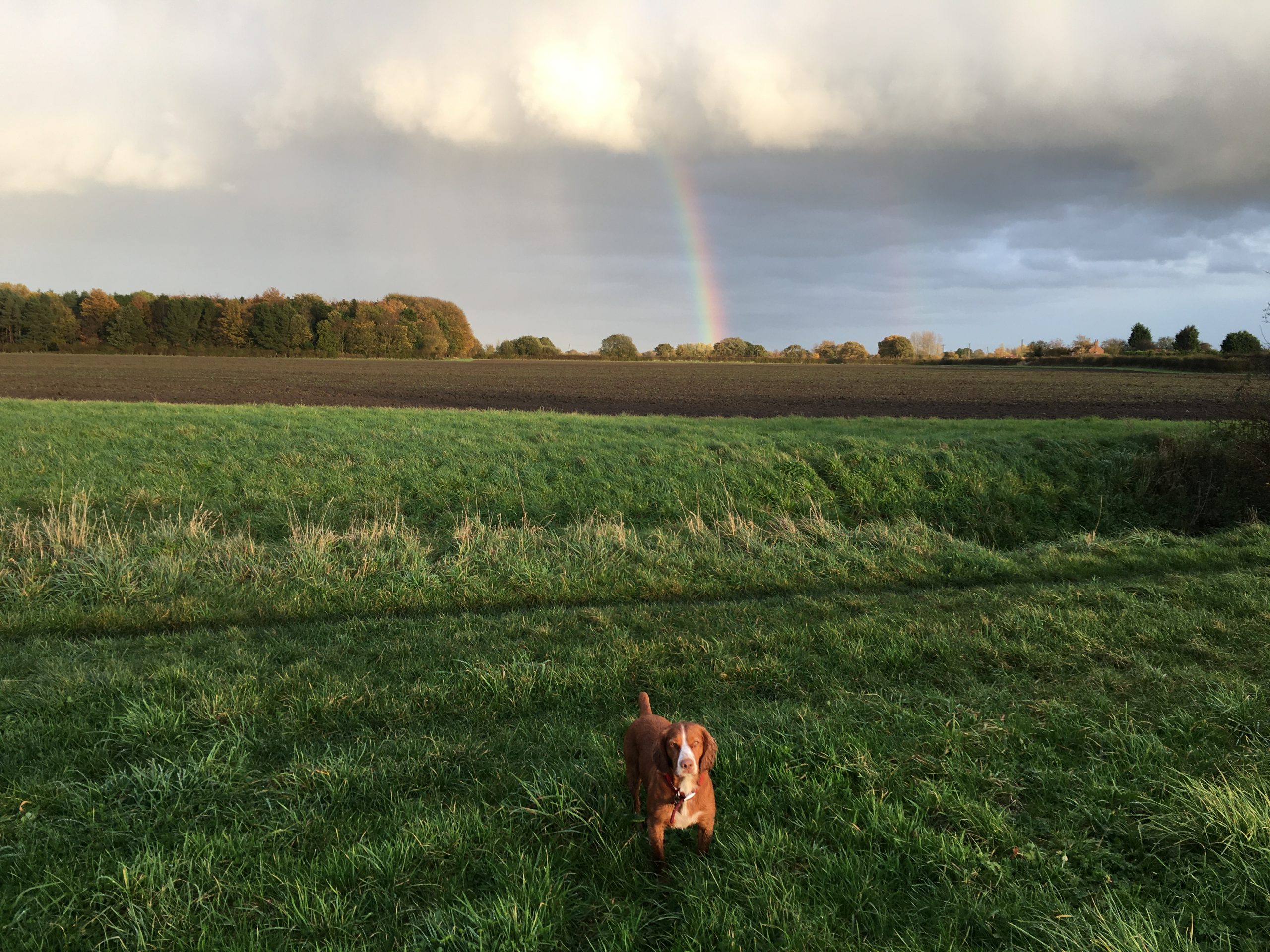 Lucy and Rainbow 29 Oct Image of a small brown dog with white markings sat in a large open field. In the background there is woodland. The sky is cloudy with part of a rainbow stretching down from the clouds to the ground.