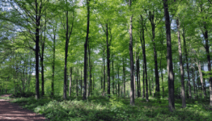 Image of dense woodland with tall trees close together with full leaves and a mud path to the left of the image.